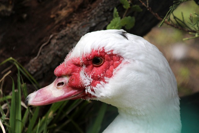 欧文快攻一条龙完成得分